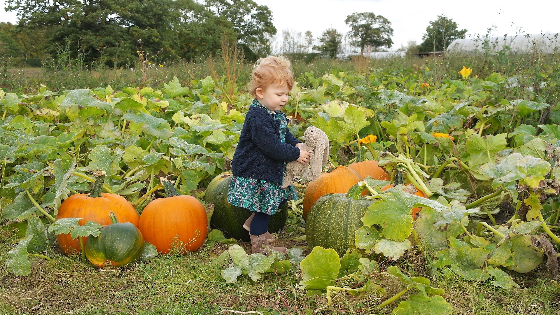 Having fun at the pumpkin field 