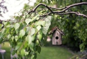 adding colour to your garden 