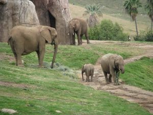 San Diego zoo 