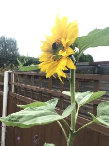 Getting the garden summer ready 