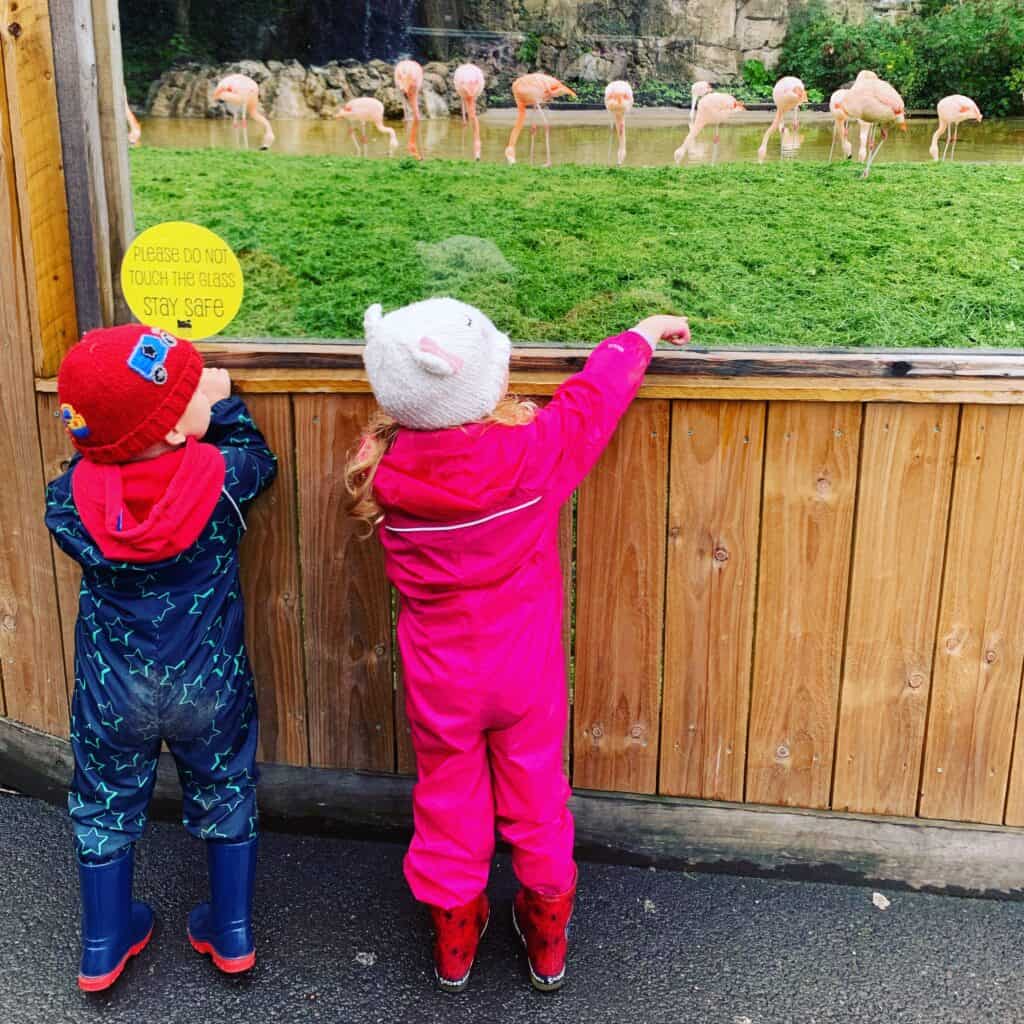 Animals at Dudley Zoo