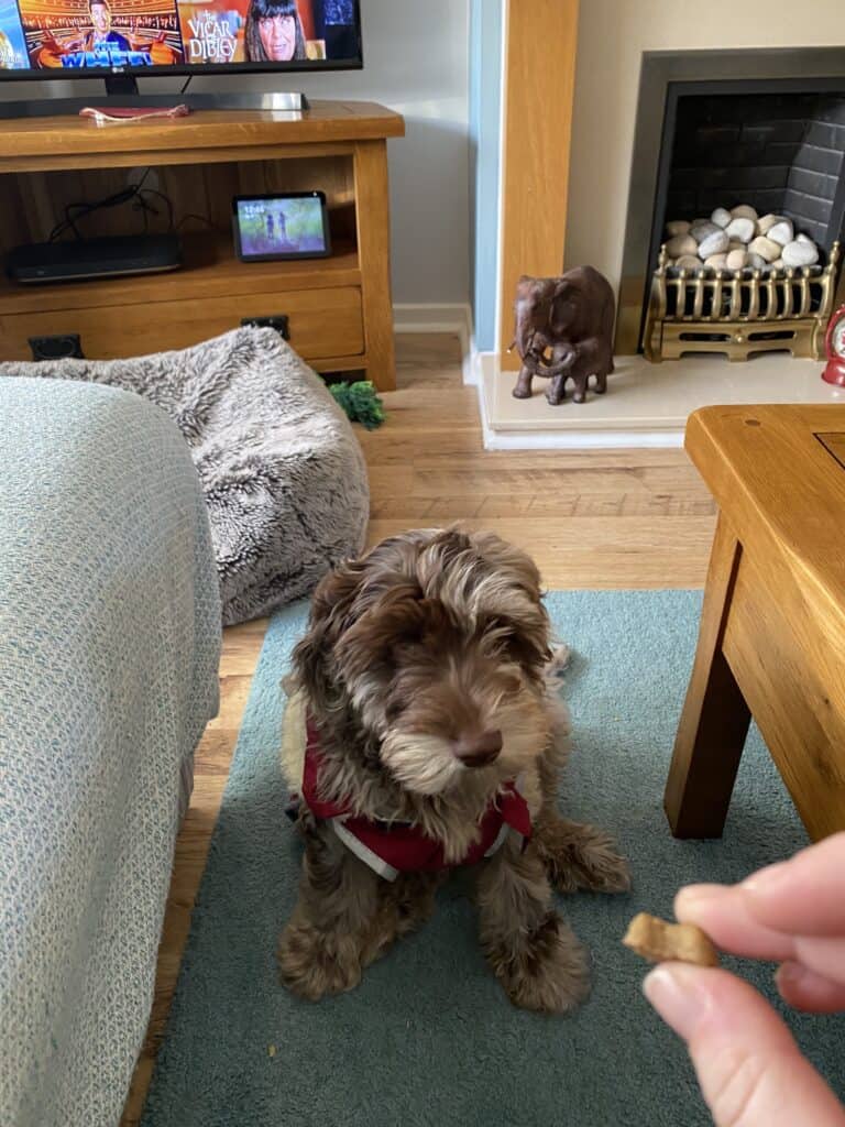 Luca waiting for his natural healthy dog food treats 