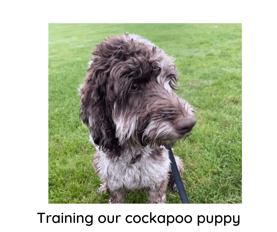 Cockapoo good hot sale with kids